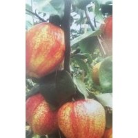 供應(yīng)早紅香酥梨樹苗，梨樹