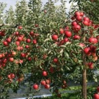 最新品種----矮化M26蘋(píng)果苗 臨沂矮化蘋(píng)果苗基地