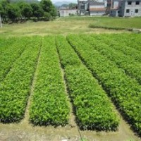 南漳縣桂花苗,利源桂花,紅花桂花苗