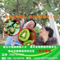 獼猴桃苗|坤威獼猴桃苗|獼猴桃苗價(jià)格