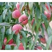 【早 中 晚】品種桃樹苗價格 山西運城八月紅不軟桃樹苗