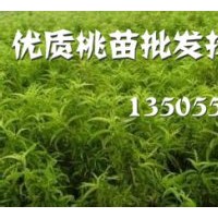 桃樹(shù)苗梨樹(shù)苗大量供應(yīng)