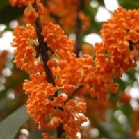 桂花樹苗種植技術(shù)_內(nèi)蒙古桂花樹苗_莎莎園藝(多圖)
