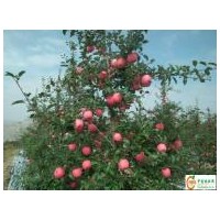 地址臨沂m9t337自根砧蘋(píng)果苗保純度