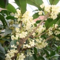 四季桂包郵、西藏四季桂、莎莎園藝(查看)