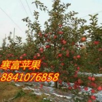 嫁接寒富蘋果苗