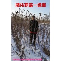 寒富，雞心果，GM256，龍豐蘋果，蘋果梨，松祥桃李，山丁子