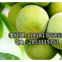 遂寧青脆李子苗基地