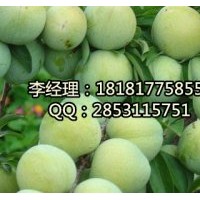 遂寧李子苗基地，遂寧嫁接李子苗，遂寧李子苗品種