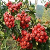 大金星山楂苗、甜紅子山楂苗最新價格、苗圃直銷甜紅子山楂苗