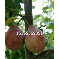 供應(yīng)西梅苗木
