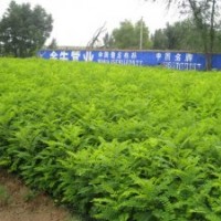 我處大量供應文冠果苗，有需要請聯(lián)系??！