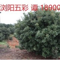 低價(jià)供應(yīng)楊梅