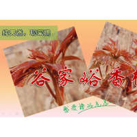 香椿樹苗，應季香椿批發(fā)
