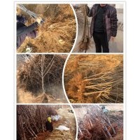 供應(yīng)1-6cm地徑山東煙臺脫毒大櫻桃樹苗