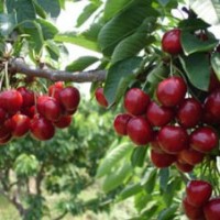 優(yōu)選紅燈、早大果、美早櫻桃苗