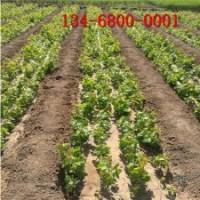 出售葡萄苗_3公分夏黑葡萄苗、巨峰葡萄苗價格多少錢一棵
