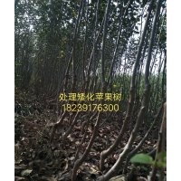 五鵬苗木有限公司特供