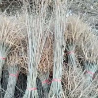 紫穗槐_紫林種植值得信賴_河南紫穗槐基地