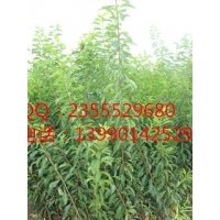 李子樹(shù)種植密度，貴州李子苗技術(shù)指導(dǎo)，李子供應(yīng)選擇久億