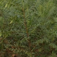 文冠果苗木瓜樹(shù)廉價(jià)提供