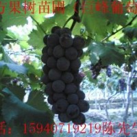 出售新疆石河子葡萄苗油桃苗