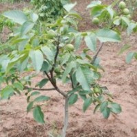2、3公分核桃苗大量?jī)?yōu)惠供應(yīng)、核桃苗出售