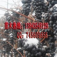 冰葡萄苗
