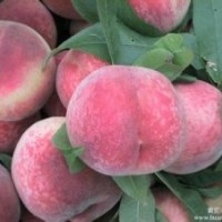 大量低價(jià)出售桃樹苗