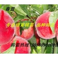 供應桃苗 桃樹苗 水蜜桃苗 桃樹嫁接苗 占地桃樹苗 山東桃樹苗價