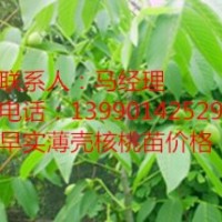 川早2號(hào)嫁接核桃苗，岳陽(yáng)優(yōu)良核桃苗，岳陽(yáng)川早2號(hào)核桃苗