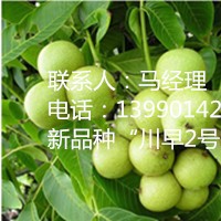 川早2號(hào)嫁接核桃苗，川早2號(hào)產(chǎn)量，川早2號(hào)核桃苗特點(diǎn)