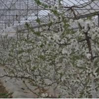 大櫻桃開(kāi)花性狀