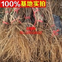 大量低價(jià)批發(fā) 白玫瑰葡萄苗