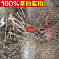 葡萄基地常年對(duì)外批發(fā) 【赤霞珠葡萄】