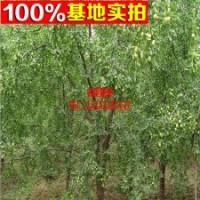 出售棗樹(shù)苗木 國(guó)光大棗 嫁接優(yōu)良