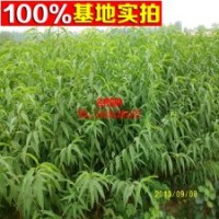 直銷(xiāo)桃樹(shù)苗 黃桃苗 小苗 工程苗