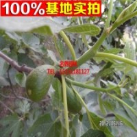無花果苗 布蘭瑞克 波姬紅 青皮