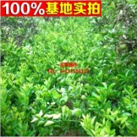 塔羅科血橙.塔羅科血橙苗量大從優(yōu)