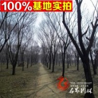 出售板栗苗 品種規(guī)格齊全 數(shù)量大 價(jià)格低