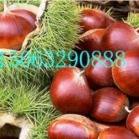 大紅袍板栗苗，寶元板栗苗，華豐板栗苗