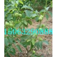 香菱核桃苗，中農(nóng)短枝核桃苗，8518核桃苗