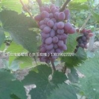 &#160;齊齊哈爾哪有賣葡萄苗的？莊河京玉玫瑰葡萄苗多少錢一