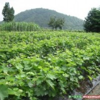 長期供應(yīng)柿樹苗、葡萄苗、梨樹苗