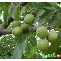 長期供應鈣果苗、櫻桃苗、核桃苗