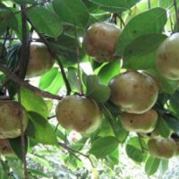 供應(yīng)茶籽王 油茶樹(shù)苗 茶籽樹(shù)苗 桐油樹(shù)苗 油桐樹(shù)苗 松樹(shù)苗