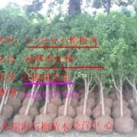 石榴苗木基地 石榴樹苗批發(fā)