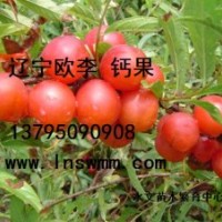 由國(guó)立歐李鈣果種子種苗供應(yīng)