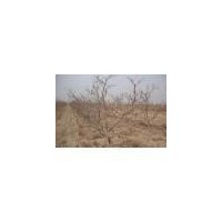 占地山楂樹 山楂苗