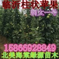 柱狀蘋果 柱狀蘋果價格 柱狀蘋果接穗